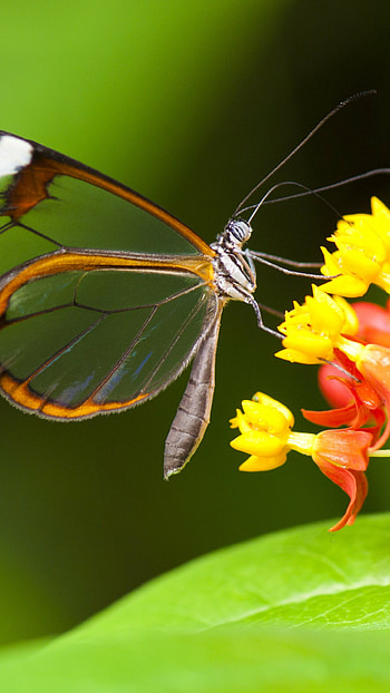 Greta oto, Butterflies HD phone wallpaper