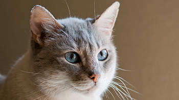 Animals, Cat, Muzzle, Ears, Blue Eyed, Blue-Eyed HD wallpaper