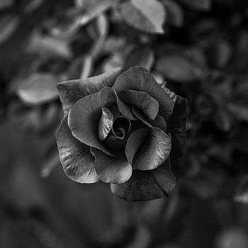 Flowers, Flower, Rose Flower, Rose, Petals, Close-Up, Bw, Chb HD phone wallpaper