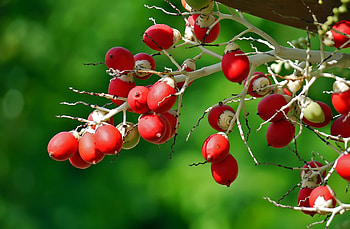 Food, Berries, Macro, Branch HD wallpaper