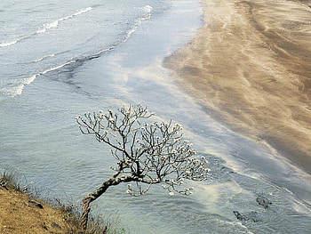 champak tree maharashtra india, landscape, nature, beauty HD wallpaper