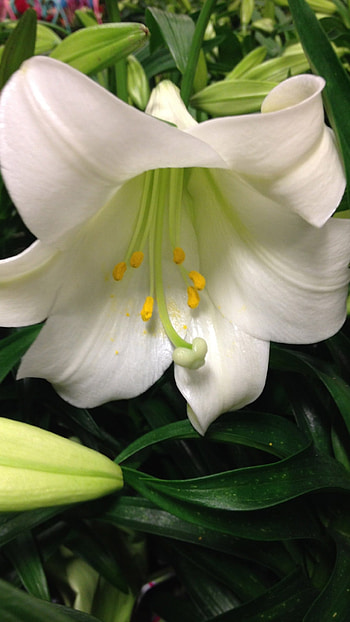 Lily, White, White Lily HD phone wallpaper