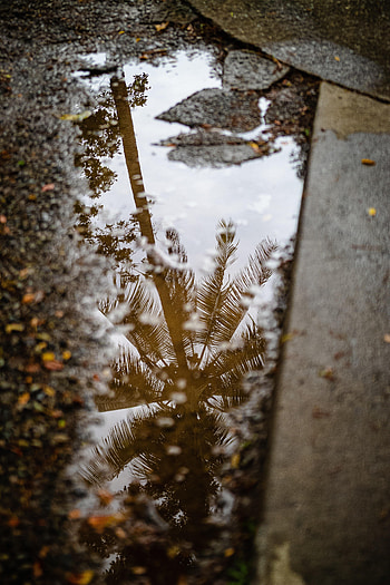 Reflection, Miscellanea, Miscellaneous, Wood, Tree, Asphalt, Palm HD phone wallpaper