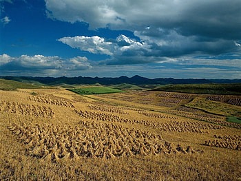 Nature, Fields, Hay, Agriculture, Sheaves HD wallpaper