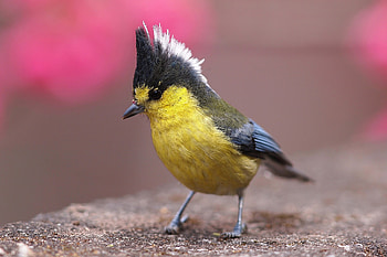 Taiwan Yellow Tit, pink, bird, pasare, cute HD wallpaper