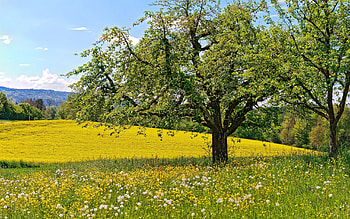 Landscape, Trees HD wallpaper