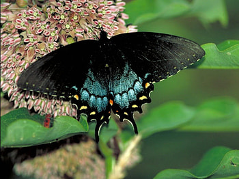 Really Nice Butterfly, animal, trees, butterfly, insect HD wallpaper