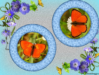 ORANGE BUTTERFLIES, BUTTERFLIES, ORANGE, , TWO HD wallpaper