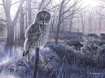 The Forest Gray, winter, markings, features, bird, woods, post, eyes, cute, frosty, grass, misty, wild, owl, watchful, trees, forest HD wallpaper