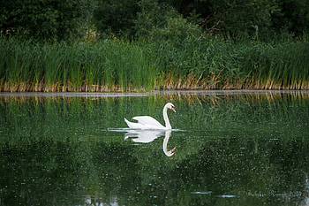 swan, swan HD wallpaper