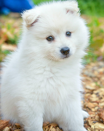 Animals, Fluffy, Dog, Sweetheart, Nice, Spitz HD phone wallpaper