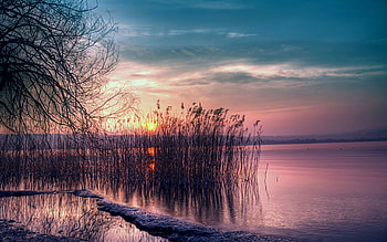 Nature, Water, Sunset, Shore, Bank, Wood, Tree, Branches, Branch, Evening, Basin, Cane, Reed, Willow HD wallpaper