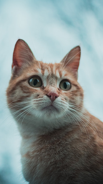 Feline pet cat, Animal , Sony xperia z5 premium dual HD phone wallpaper