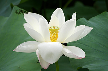 Flowers, Leaves, Lotus, Flower, Close-Up, Greens HD wallpaper