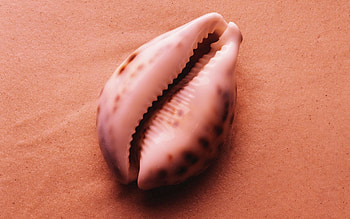 Sand, Miscellanea, Miscellaneous, Form, Shell, Nautical, Maritime HD wallpaper