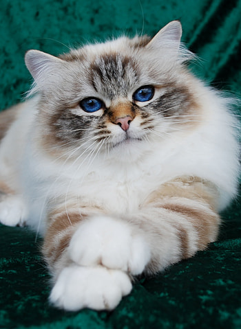 Beautiful Birman cat, and , Birman cat HD phone wallpaper