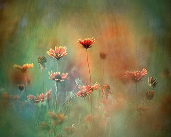 Wild Flowers, other, nature, flowers, field HD wallpaper