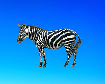 zebra, blue, sky, gizzzi HD wallpaper
