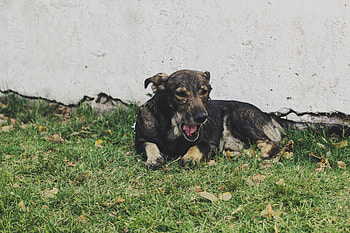 Animals, Grass, Lies, Dog HD wallpaper