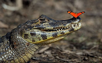 Animals, Crocodiles HD wallpaper