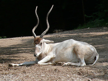 White addax animal, jungle nature HD wallpaper