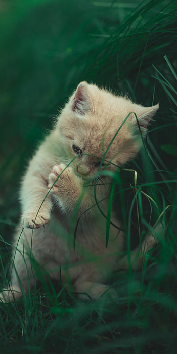 Best kitten backgrounds, for cat lovers, Meow-velous cuteness, -perfect felines HD phone wallpaper