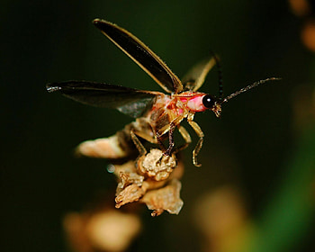 Firefly brilliance, Luminous insect, Stunning glow, Spectacular show HD wallpaper