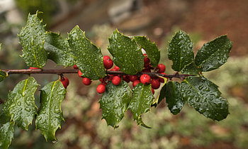 Holly Berries, berries, nature, holly, flower HD wallpaper
