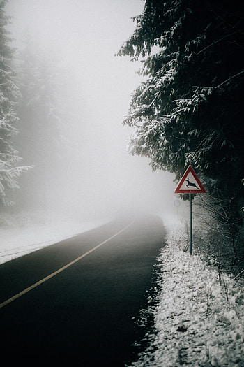 Nature, Road, Fog, Asphalt, Branches, Sign HD phone wallpaper