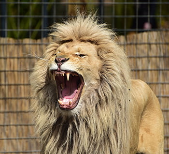 Close-up shot of a roaring lion showcasing its majestic mane in a zoo setting. HD wallpaper