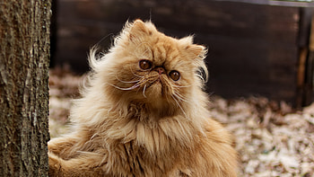Modern-type, Persian Cats HD wallpaper
