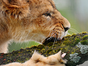 Animals, Wood, Tree, Lion, Moss, Gnaw HD wallpaper