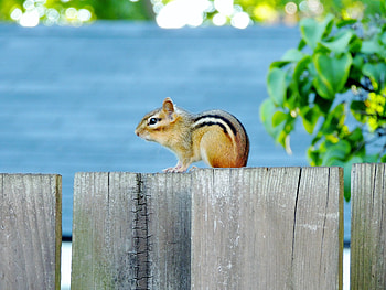 His Favourite Spot, graphy, Summer, Fence, Chipmunk, Animal HD wallpaper