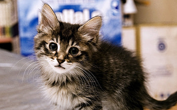 Animals, Fluffy, Kitty, Kitten, Muzzle, Kid, Tot HD wallpaper