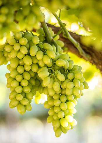 Table grape varieties, Nature's creation, Grapa varieties, Diverse flavors HD phone wallpaper