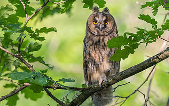 Owl on Oak, bird, oak, Owl, tree HD wallpaper