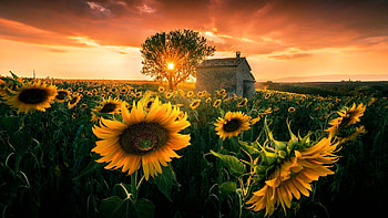 Summer Sunset, sunflowers, hut, field, clouds, sky, flowers, tree HD wallpaper
