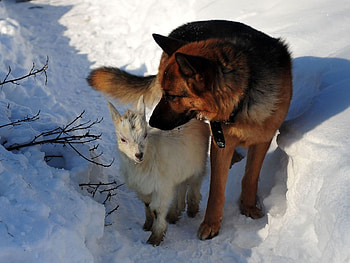 Animals, Winter, Snow, Dog, Hunting, Hunt HD wallpaper