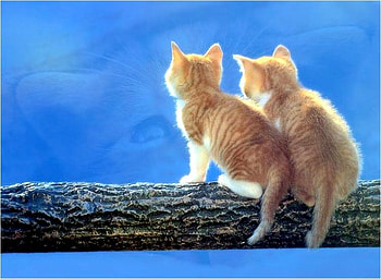 Cats, animal, kitten, cat, feline HD wallpaper