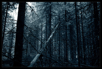 DARK WOODS, CUT DOWN TREE, woods, graphy, trees, forest, dark HD wallpaper
