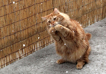 Animals, Cats HD wallpaper