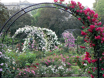 rose garden trellises, garden, trellises, nature, roses HD wallpaper
