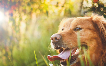 Animals, Grass, Dog, Muzzle, Sunlight HD wallpaper