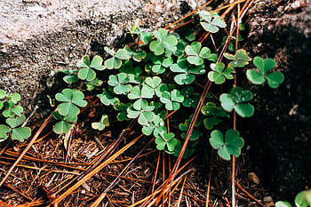 Nature, Leaves, Branches, Clover HD wallpaper