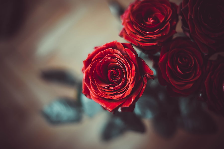 Flowers, Flower, Rose Flower, Rose, Petals, Bud, Blur, Smooth HD wallpaper