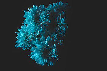 Flowers, Petals, Bouquet HD wallpaper