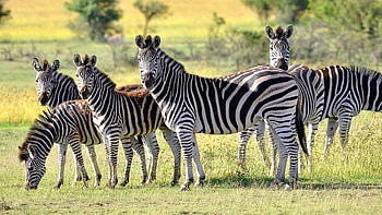 Herd, Zebras HD wallpaper