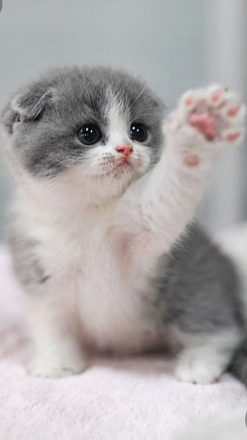 Cat, whiskers, fur HD phone wallpaper