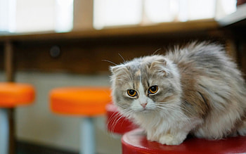 Cute Cat, animal, cute, cat, look HD wallpaper