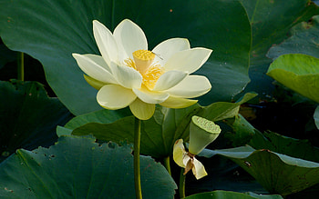 North American Lotus, white, American, lotus, flower HD wallpaper